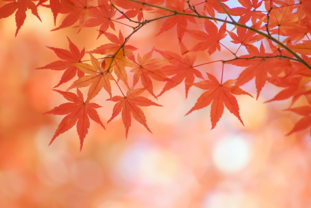 プロフィール背景画像